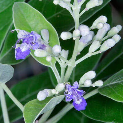 Vitex