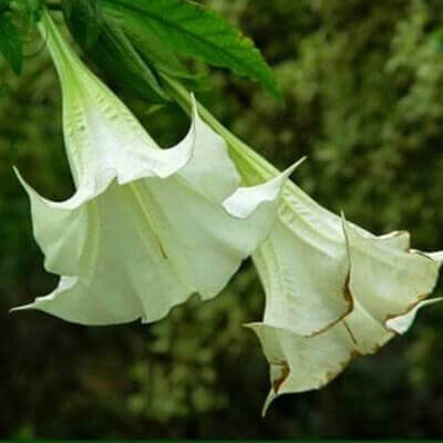 Datura